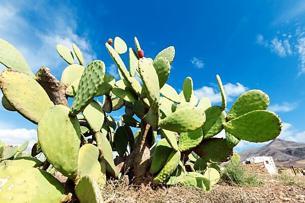 opuntia cactus images Shop 'Cold Hardy Cactus  Opuntia Pina Colada' Care and Growing Guide