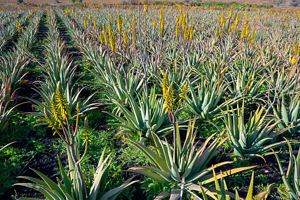 aloe vera mit kokosöl Conditioner mit Kokosöl-Extrakt & Aloe Vera für Hunde main image 0