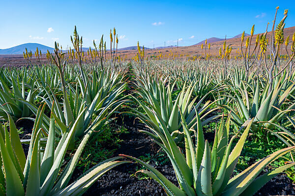 Bildagentur | mauritius images | Aloe vera farm. Photographed on  Fuerteventura, Canary Islands.