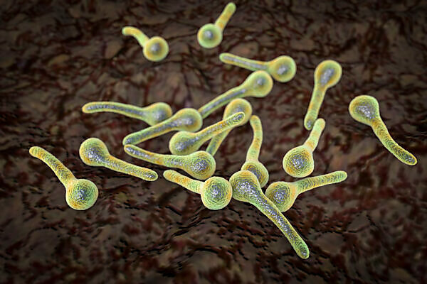 clostridium tetani electron micrograph