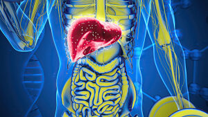 Glucose release during exercise, conceptual illustration.