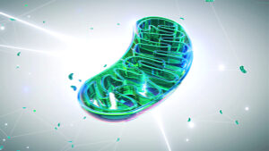 Mitochondrion, illustration. Mitochondria are organelles that produce energy for a cell.