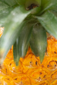 Close-up of a pineapple (Ananas sp.). 