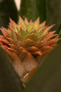 Close-up of a pineapple (Ananas sp.). 