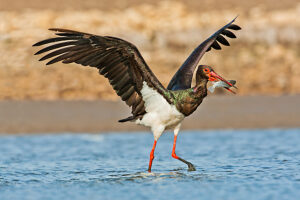 Black stork foraging for food