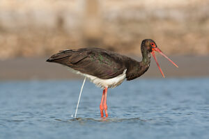 Black stork foraging for food