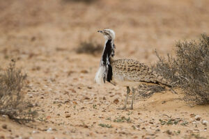 Courtship display of a male Macqueen's bustard (Chlamydotis macqueenii). 