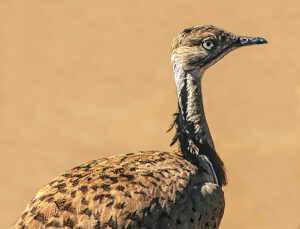 Courtship display of a male Macqueen's bustard (Chlamydotis macqueenii). 