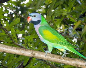 Alexandrine parakeet (Psittacula eupatria), also known as the Alexandrine parrot. T