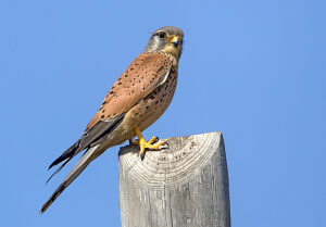 Common kestrel (Falco tinnunculus) bird of prey. 