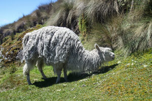 Sheep in El Cajas National Park, Azuay, Ecuador.