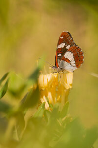 Southern white admiral butterfly (Limenitis reducta). 