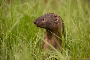 Egyptian mongoose (Herpestes ichneumon). 