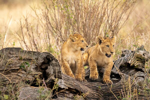 Lion cubs playing.