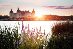 Schloss Moritzburg, See, Spiegelung, Blumen, Gegenlicht, Sonnenaufgang Schloss Moritzburg, See, Spiegelung, Blumen, Gegenlicht, Sonnenaufgang