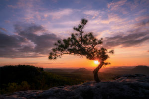Sächsische Schweiz, Wetterkiefer, Sonnenuntergang, Nationalpark Sächsische Schweiz, Wetterkiefer, Sonnenuntergang, Nationalpark
