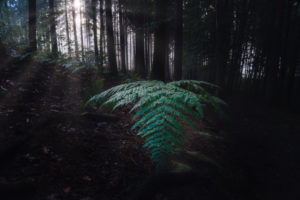 Sächsische Schweiz, Sachsen, Deutschland, Nationalpark, Gegenlicht, Farn Sächsische Schweiz, Sachsen, Deutschland, Nationalpark, Gegenlicht, Farn