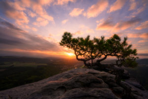 Sonnenaufgang, Wetterkiefer, Lilienstein Sonnenaufgang, Wetterkiefer, Lilienstein