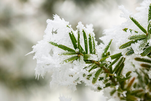 Bildagentur | mauritius images | Ice crystals from roarfrost on common yew (Taxus  baccata) needles at sunshine in winter, Bavaria, Germany, Europe