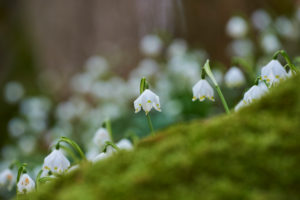 spring snowflake, Leucojum vernum, close-up view spring snowflake, Leucojum vernum, close-up view
