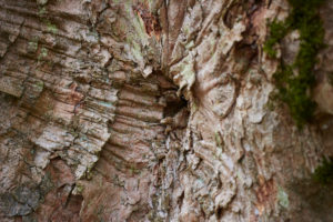 Maple, Acer, bark, detail Maple, Acer, bark, detail