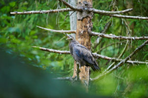 Lesser Spotted Eagle, Aquila pomarina, call, side, Bavarian Forest Lesser Spotted Eagle, Aquila pomarina, call, side, Bavarian Forest