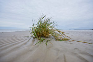Beach grass (Ammophila) in winter at low tide, North Sea, Bremen Beach grass (Ammophila) in winter at low tide, North Sea, Bremen