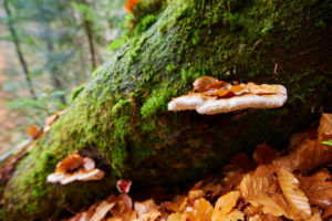 Tinder fungus (Fomes fomentarius), tree trunk, European beech, Fagus sylvatica, autumn, Bavarian Forest Tinder fungus (Fomes fomentarius), tree trunk, European beech, Fagus sylvatica, autumn, Bavarian Forest