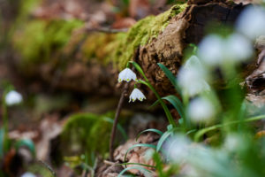 spring snowflake, Leucojum vernum, close-up spring snowflake, Leucojum vernum, close-up
