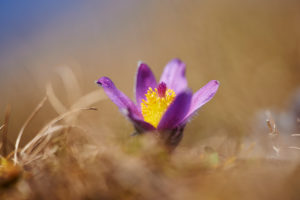 Pulsatilla vulgaris, flowering, meadow, common pasque flower Pulsatilla vulgaris, flowering, meadow, common pasque flower