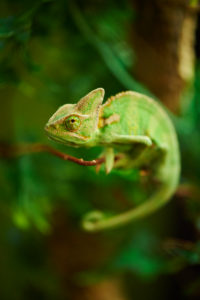 Yemen chameleon, Chamaeleo calyptratus, sideways, climbing, Yemen chameleon, Chamaeleo calyptratus, sideways, climbing,