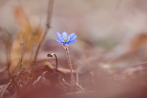 Hepatica, Hepatica nobilis, flower Hepatica, Hepatica nobilis, flower