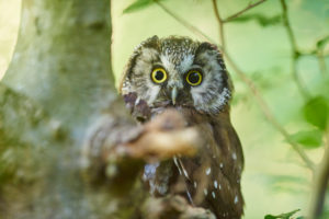 Tengmalm's owl, Aegolius funereus, branch, head-on, sitting Tengmalm's owl, Aegolius funereus, branch, head-on, sitting