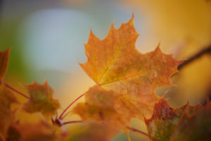 Norway maple, Acer platanoides, yellow, leaves, autumn, Germany Norway maple, Acer platanoides, yellow, leaves, autumn, Germany