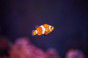 Orange clownfish or percula clownfish (Amphiprion percula), sideways, swimming Orange clownfish or percula clownfish (Amphiprion percula), sideways, swimming