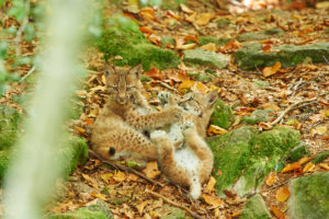 Eurasian lynx, Lynx lynx, play, Bavarian Forest, Bavaria, Germany, Europe, young animals, lynx lynx, Eurasian lynx Eurasian lynx, Lynx lynx, play, Bavarian Forest, Bavaria, Germany, Europe, young animals, lynx lynx, Eurasian lynx