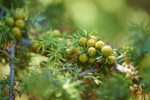 Common Juniper, Juniperus communis, fruits, mature, Cres, Croatia Common Juniper, Juniperus communis, fruits, mature, Cres, Croatia