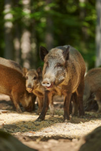 Wild boars, Sus scrofa, standing, sideways, full body shot, Bavarian Forest, Wild boars, Sus scrofa, standing, sideways, full body shot, Bavarian Forest,