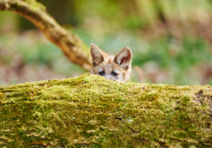 Maned wolf, Chrysocyon brachyurus, cub, looking into the camera Maned wolf, Chrysocyon brachyurus, cub, looking into the camera