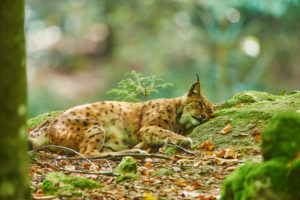 Eurasian Lynx, Lynx lynx, sidewaysly, lying, Bavarian Forest, Bavaria, Germany, Europe Eurasian Lynx, Lynx lynx, sidewaysly, lying, Bavarian Forest, Bavaria, Germany, Europe