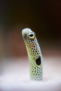 spotted garden eel (Heteroconger hassi), sidewards, standing spotted garden eel (Heteroconger hassi), sidewards, standing