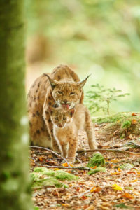 Eurasian Lynx, Lynx lynx, mother with young, Bavarian Forest, sitting, Bavaria, Germany, Europe Eurasian Lynx, Lynx lynx, mother with young, Bavarian Forest, sitting, Bavaria, Germany, Europe
