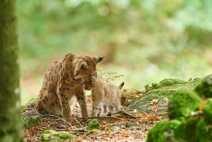 Eurasian Lynx, Lynx lynx, mother with cub, Bavarian Forest, sitting, Bavaria, Germany, Europe Eurasian Lynx, Lynx lynx, mother with cub, Bavarian Forest, sitting, Bavaria, Germany, Europe