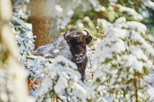 European bison (Bison bonasus) in winter, Bayernn Forest National Park, Bayern, Germany European bison (Bison bonasus) in winter, Bayernn Forest National Park, Bayern, Germany