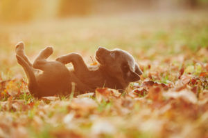 Labrador retriever, puppy, lying, sideways, meadow, Germany Labrador retriever, puppy, lying, sideways, meadow, Germany