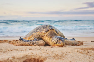 Green Turtle (Chelonia mydas) on Turtle Bay, Oahu Island, Oahu, Hawaii, Aloha State, USA Green Turtle (Chelonia mydas) on Turtle Bay, Oahu Island, Oahu, Hawaii, Aloha State, USA