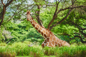 Reticulated giraffe, Giraffa camelopardalis reticulata, lying on the side Reticulated giraffe, Giraffa camelopardalis reticulata, lying on the side