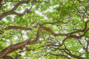 Mock acacia, black locust (Robinia pseudoacacia), tree, trunk, branches, Hawaii, Aloha State, United States Mock acacia, black locust (Robinia pseudoacacia), tree, trunk, branches, Hawaii, Aloha State, United States