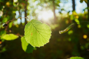 Hazelnut (Corylus avellana), leaf, autumn, Franconia, Bayern, Germany Hazelnut (Corylus avellana), leaf, autumn, Franconia, Bayern, Germany