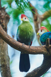 Red-bellied Turaco (Tauraco erythrolophus), tree, sitting sideways, Hawaii, Aloha State, United States Red-bellied Turaco (Tauraco erythrolophus), tree, sitting sideways, Hawaii, Aloha State, United States